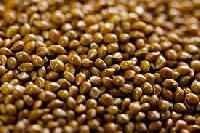 Foxtail Millet Seeds