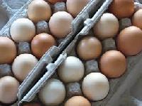 Fresh Poultry Eggs, Farm Fresh Eggs & Free Range Chicken