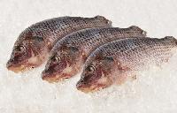 Frozen Catla Fish