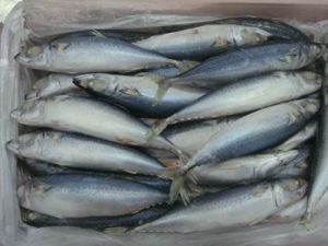 Frozen Mackerel Fish