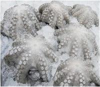 Frozen Octopus