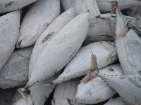 Frozen Skipjack Tuna Fish