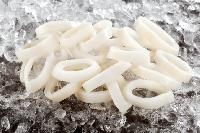 Frozen Squid Ring Fish