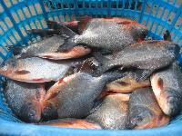 Fresh Black Pomfret Fish