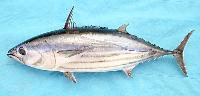 Fresh Skipjack Tuna Fish