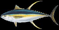 fresh yellowfin tuna fish