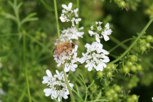 Coriander Honey