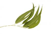 eucalyptus leaves