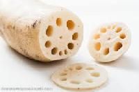 Lotus Root