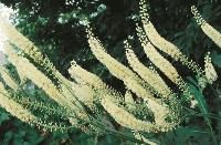 Black Cohosh