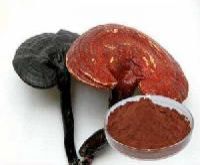 Ganoderma Extract