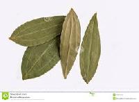 Indian Bay Leaf