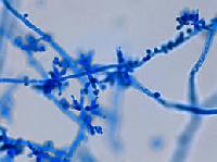 Trichoderma