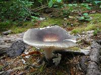 mushroom spawn vesicular arbuscular mycorrhiza