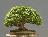 Bonsai Plants