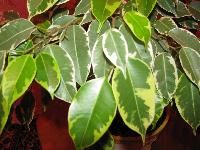 Ficus Benjamina Plants