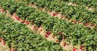 Strawberry Plants