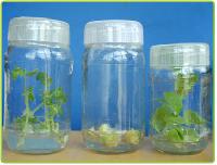 Plant Tissue Culture