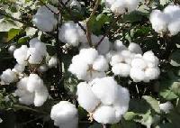 BT Cotton