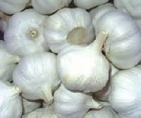 Fresh Garlic