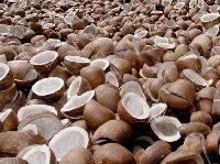 Dried Coconut