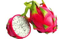 Fresh Dragon Fruit