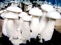 Fresh Milky Mushrooms