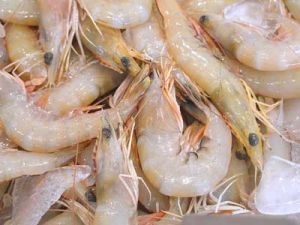 Frozen Prawns