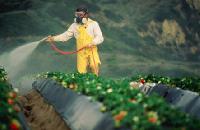 Chemical Pesticides