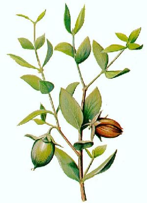 Jojoba Oil