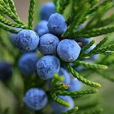 Juniper Berry Oil