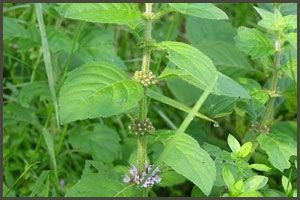 Mentha Citrata Oil