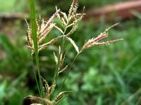 Cyperus Rotundus