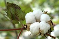 Raw Cotton