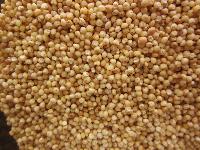 Millet Seeds