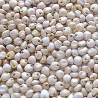 White Sorghum Seeds