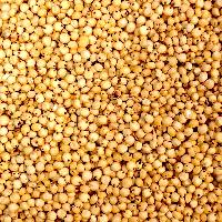 Yellow sorghum seeds