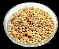 Coriander Seeds