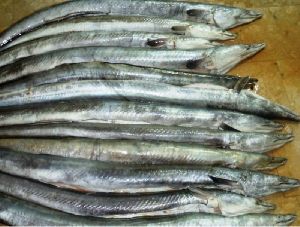 Fresh Conger Eel Fish