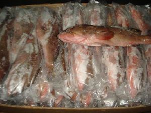 Frozen Reef Cod Fish
