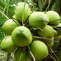 Fresh Coconuts