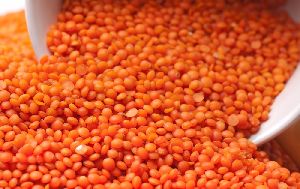 Red Lentils