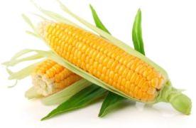 Yellow Corn