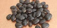 Kaunch Extract (Mucuna Pruriens Seeds )