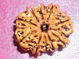 10Mukhi Rudraksha