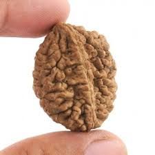 2Mukhi Rudraksha