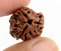 3Mukhi Rudraksha