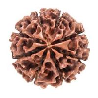 8Mukhi Rudraksha