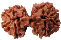 Gauri Shankar  Rudraksha