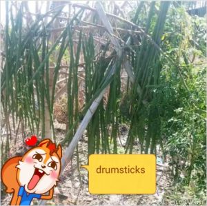 Drumsticks